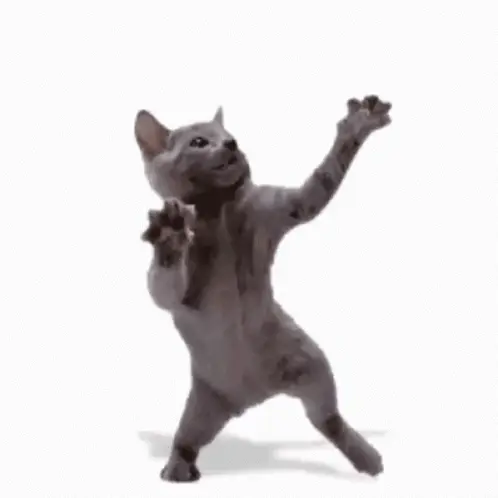 rb11 dancing cat 498x498